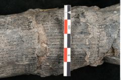 Foto (Detailansicht) von Calamites communis Ettingshausen (NHMW-GEO-2024-0188-10967)